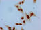 Histone Cluster 1 H1 Family Member E antibody, LS-C670374, Lifespan Biosciences, Immunocytochemistry image 