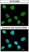 RNA Polymerase III Subunit E antibody, LS-C155686, Lifespan Biosciences, Immunofluorescence image 