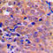 Protein Kinase AMP-Activated Catalytic Subunit Alpha 1 antibody, LS-C352696, Lifespan Biosciences, Immunohistochemistry frozen image 