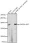 Structural Maintenance Of Chromosomes 1A antibody, GTX55474, GeneTex, Immunoprecipitation image 