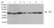 SRC-1 antibody, 710449, Invitrogen Antibodies, Western Blot image 