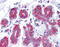 60S ribosomal protein L10a antibody, 51-491, ProSci, Immunohistochemistry paraffin image 