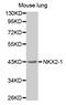 NK2 Homeobox 1 antibody, MBS126928, MyBioSource, Western Blot image 