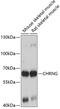 Cholinergic Receptor Nicotinic Gamma Subunit antibody, GTX64654, GeneTex, Western Blot image 