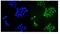 Zinc Finger And BTB Domain Containing 16 antibody, A00817-1, Boster Biological Technology, Immunofluorescence image 