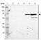 Zinc Finger Protein 226 antibody, NBP1-81631, Novus Biologicals, Western Blot image 