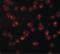 Nucleoporin 107 antibody, LS-C83891, Lifespan Biosciences, Immunofluorescence image 
