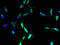 G Protein-Coupled Receptor 101 antibody, A66822-100, Epigentek, Immunofluorescence image 