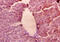 RAGE antibody, A52166-100, Epigentek, Immunohistochemistry paraffin image 
