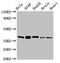 Ribosome Binding Factor A antibody, CSB-PA836636LA01HU, Cusabio, Western Blot image 