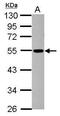 Dynactin Subunit 4 antibody, GTX116144, GeneTex, Western Blot image 