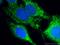 COX2 antibody, 55070-1-AP, Proteintech Group, Immunofluorescence image 