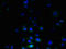 Chromosome 3 Open Reading Frame 20 antibody, orb354175, Biorbyt, Immunofluorescence image 