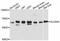 Solute Carrier Family 6 Member 5 antibody, abx126593, Abbexa, Western Blot image 