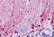 Lin-28 Homolog A antibody, MBS244416, MyBioSource, Immunohistochemistry frozen image 