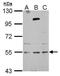 Zinc Finger Protein 513 antibody, PA5-31985, Invitrogen Antibodies, Western Blot image 