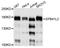 Erythrocyte Membrane Protein Band 4.1 Like 2 antibody, STJ111566, St John