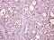 RNA Polymerase II Subunit B antibody, LS-C185491, Lifespan Biosciences, Immunohistochemistry frozen image 