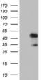FosB Proto-Oncogene, AP-1 Transcription Factor Subunit antibody, LS-C790227, Lifespan Biosciences, Western Blot image 