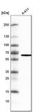 Methyltransferase Like 14 antibody, AMAb91275, Atlas Antibodies, Western Blot image 