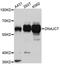 DnaJ Heat Shock Protein Family (Hsp40) Member C7 antibody, A2780, ABclonal Technology, Western Blot image 