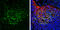 DLG3 antibody, GTX110289, GeneTex, Immunohistochemistry frozen image 