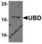Ubiquitin D antibody, 8185, ProSci Inc, Western Blot image 
