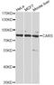 Cysteinyl-tRNA synthetase, cytoplasmic antibody, A6540, ABclonal Technology, Western Blot image 