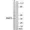 BCL2 Interacting Protein 2 antibody, PA5-49988, Invitrogen Antibodies, Western Blot image 