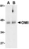 Serine protease HTRA2, mitochondrial antibody, TA306167, Origene, Western Blot image 