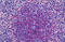 Protein Kinase D2 antibody, MBS246567, MyBioSource, Immunohistochemistry frozen image 