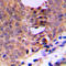 Cyclin Dependent Kinase 1 antibody, LS-C351972, Lifespan Biosciences, Immunohistochemistry paraffin image 