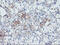 Glia-derived nexin antibody, M01863, Boster Biological Technology, Immunohistochemistry paraffin image 