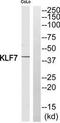 Kruppel Like Factor 7 antibody, TA314780, Origene, Western Blot image 