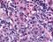 N-Acetylneuraminic Acid Phosphatase antibody, 48-211, ProSci, Immunohistochemistry frozen image 