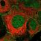 Paralemmin antibody, NBP1-87770, Novus Biologicals, Immunofluorescence image 