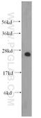 Dicarbonyl And L-Xylulose Reductase antibody, 15188-1-AP, Proteintech Group, Western Blot image 