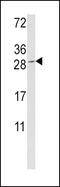 Granzyme M antibody, 62-468, ProSci, Western Blot image 