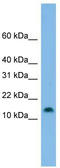 Hes Family BHLH Transcription Factor 5 antibody, TA342132, Origene, Western Blot image 