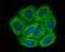Galectin 8 antibody, NBP2-75501, Novus Biologicals, Immunocytochemistry image 