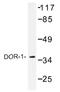 Opioid Receptor Delta 1 antibody, AP01427PU-N, Origene, Western Blot image 
