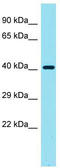 Galectin 9C antibody, TA337408, Origene, Western Blot image 