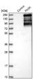 PAS domain-containing serine/threonine-protein kinase antibody, NBP1-83037, Novus Biologicals, Western Blot image 