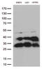 Cathepsin L1 antibody, LS-C796469, Lifespan Biosciences, Western Blot image 