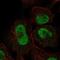 Zinc finger protein 667 antibody, NBP2-58273, Novus Biologicals, Immunofluorescence image 