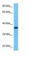 Homeobox protein Nkx-6.1 antibody, orb324398, Biorbyt, Western Blot image 