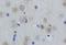 Brain Derived Neurotrophic Factor antibody, orb10181, Biorbyt, Western Blot image 