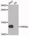Histone Cluster 4 H4 antibody, LS-C349057, Lifespan Biosciences, Western Blot image 