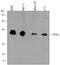 Protein Phosphatase, Mg2+/Mn2+ Dependent 1L antibody, MAB6914, R&D Systems, Western Blot image 