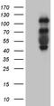 Polo Like Kinase 4 antibody, LS-C795499, Lifespan Biosciences, Western Blot image 